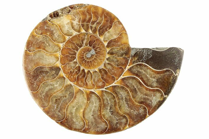 Cut & Polished Ammonite Fossil (Half) - Madagascar #191639